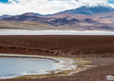 Famatina Expediciones - La Rioja - Laguna Brava